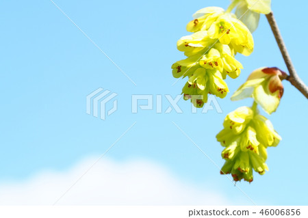 Corylopsis spicum flower Corylopsis spicum flower 46006856