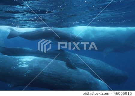 抹香鯨 46006916