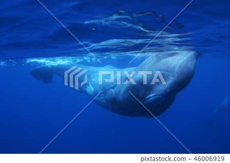 抹香鯨 46006919