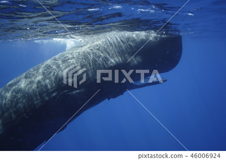 抹香鯨 46006924