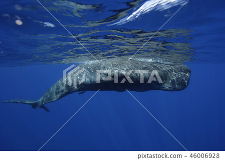 Sperm whale 46006928