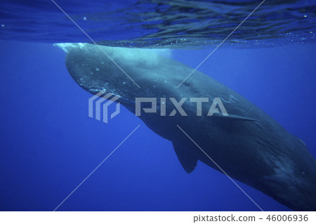 抹香鯨 46006936