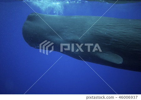 Sperm whale 46006937