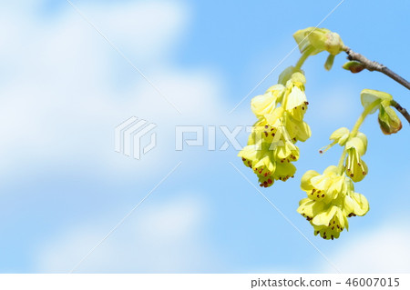 Corylopsis spicum flower 46007015