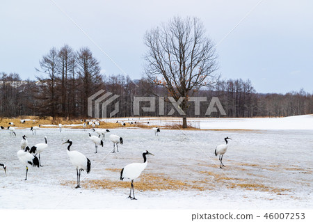 Dandoral cranes 46007253