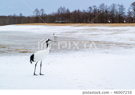 Dandoral cranes 46007258