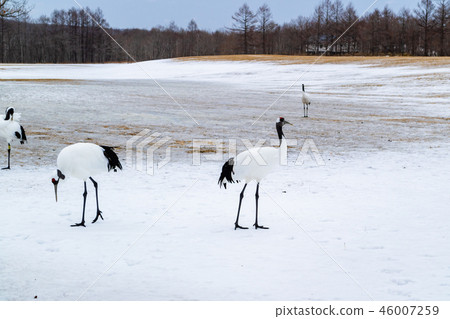 Dandoral cranes 46007259