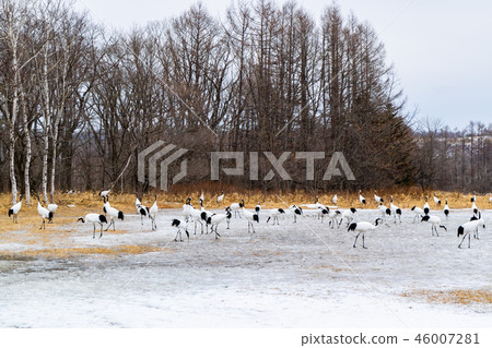 Dandoral cranes 46007281