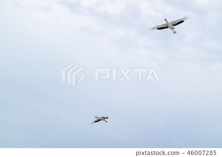 Flying crane Flying crane 46007285