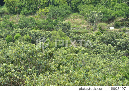 [Nagasaki Prefecture] Mogi loquat field 46008497