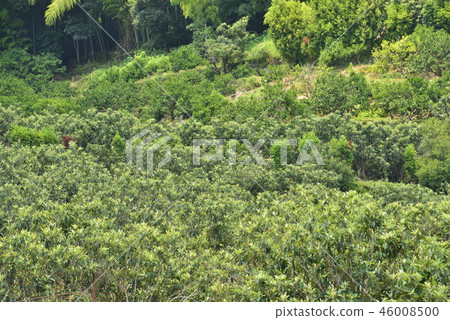 [Nagasaki Prefecture] Mogi loquat field 46008500