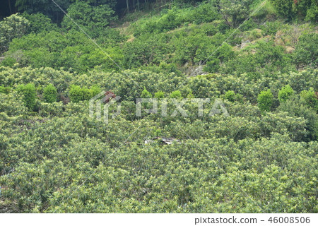 [Nagasaki Prefecture] Mogi loquat field 46008506