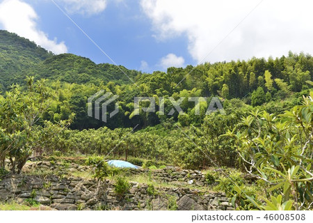 [Nagasaki Prefecture] Mogi loquat field 46008508