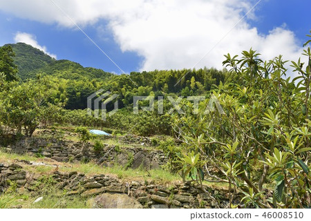 [Nagasaki Prefecture] Mogi loquat field 46008510