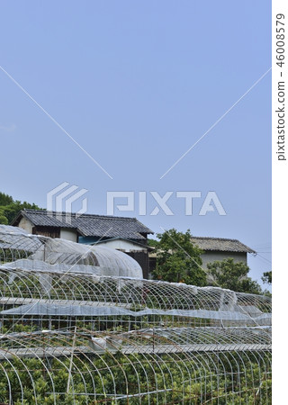 [Nagasaki Prefecture] Farmer of Mogi loquat 46008579