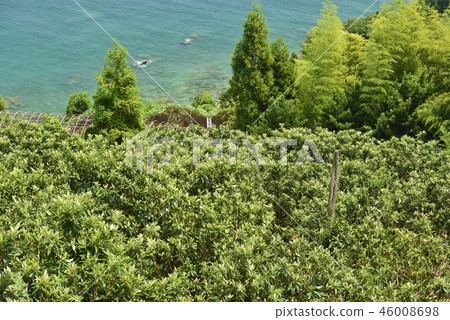 [長崎] Lo田和海岸 46008698