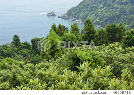 [Nagasaki] Loquat field and coast 46008716