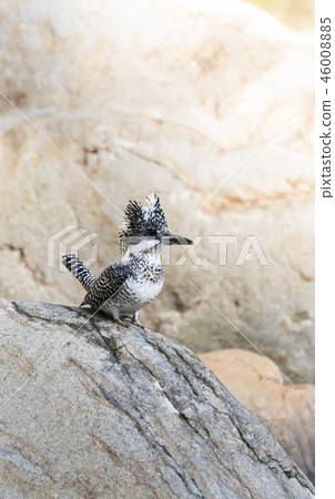 Yamazaki Yamazaki 46008885