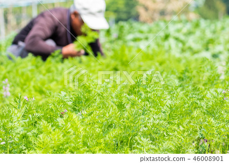 人參領域農業圖像領域 46008901