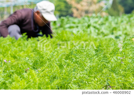 人參領域農業圖像領域 46008902