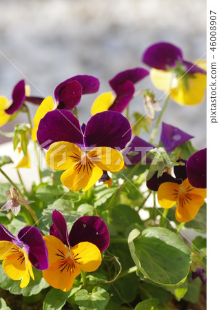 Viola flowers Viola flowers 46008907
