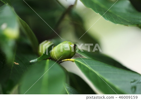 Arakashi Young Acorn Arakashi Young Acorn 46009159