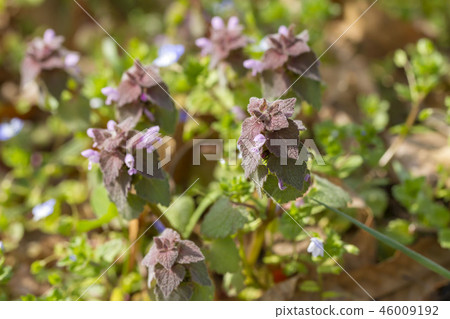 野草 野草 46009192