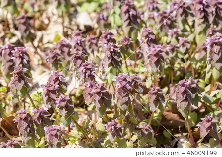 Himeodoricosoum 46009199