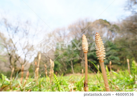 Tsukushi group 46009536