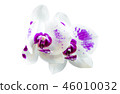 Caladenia orchid flower isolated on white 46010032