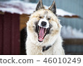 Dog is yawning  46010249