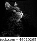 Cat portrait in black and white 46010265