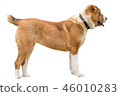Red rusty Caucasian shepherd dog profile isolated  46010283
