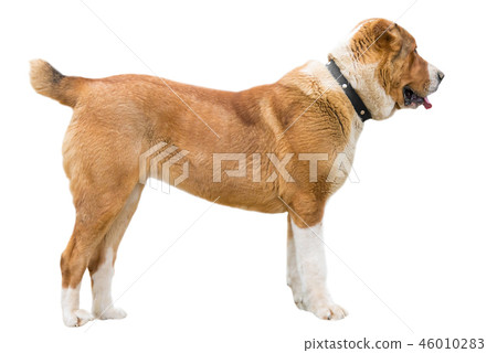 Red rusty Caucasian shepherd dog profile isolated  46010283