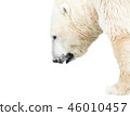 Portrait of polar bear isolated on white  46010457