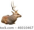 Deer laying isolated on white 46010467