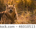 Sunny happy smiling dog lay on the grass in park 46010513