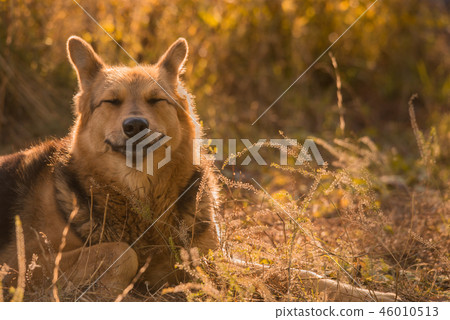 Sunny happy smiling dog lay on the grass in park 46010513