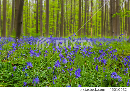 Famous forest Hallerbos in Brussels Belgium Famous forest Hallerbos in Brussels Belgium 46010982