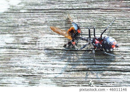 Larvae of the weed beetles that prey on the Nami tengu 46011146
