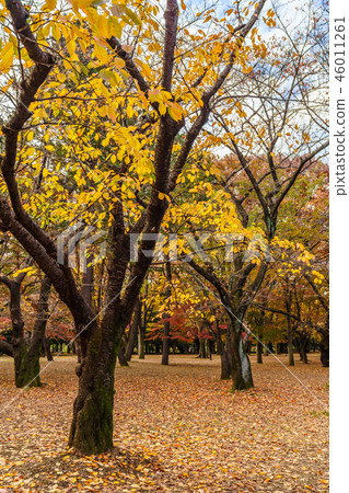 Autumn leaves in autumn Yoyogi Park in Japan Autumn leaves in autumn Yoyogi Park in Japan 46011261