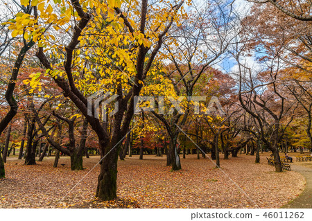 Autumn leaves in autumn Yoyogi Park in Japan Autumn leaves in autumn Yoyogi Park in Japan 46011262