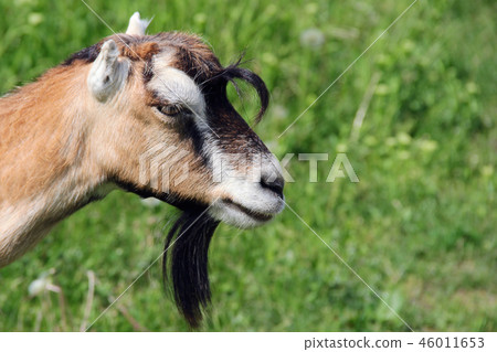 goat in a meadow. photo 46011653