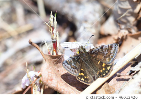 Miyama Seseri (male) 46012426