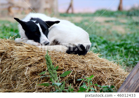 dog is sleeping on the hay. a photo dog is sleeping on the hay. a photo 46012433