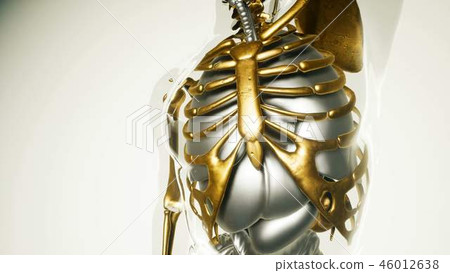 Human Lungs Model with all Organs and Bones Human Lungs Model with all Organs and Bones 46012638