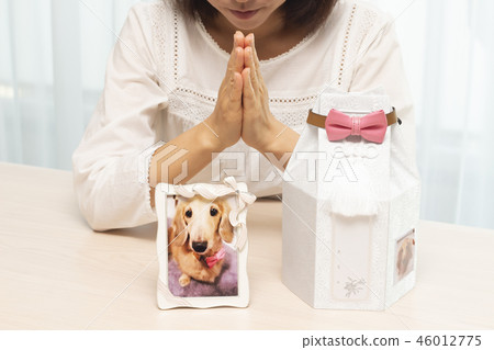 Pet loss Pet loss 46012775