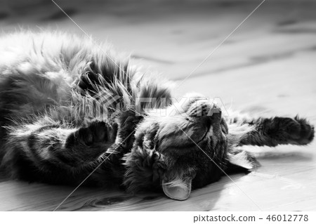sleeping big cat. photo. black and white 46012778