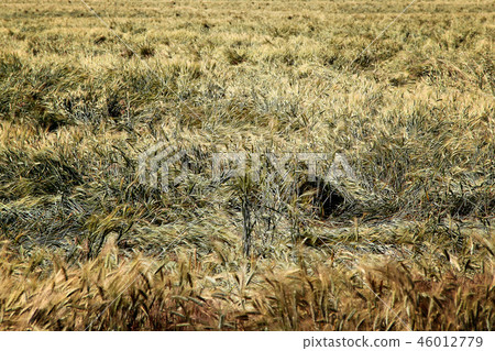 field of green wheat. a photo field of green wheat. a photo 46012779