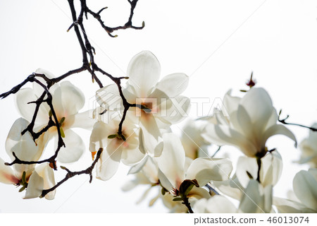 The bright white Baekmyung 46013074